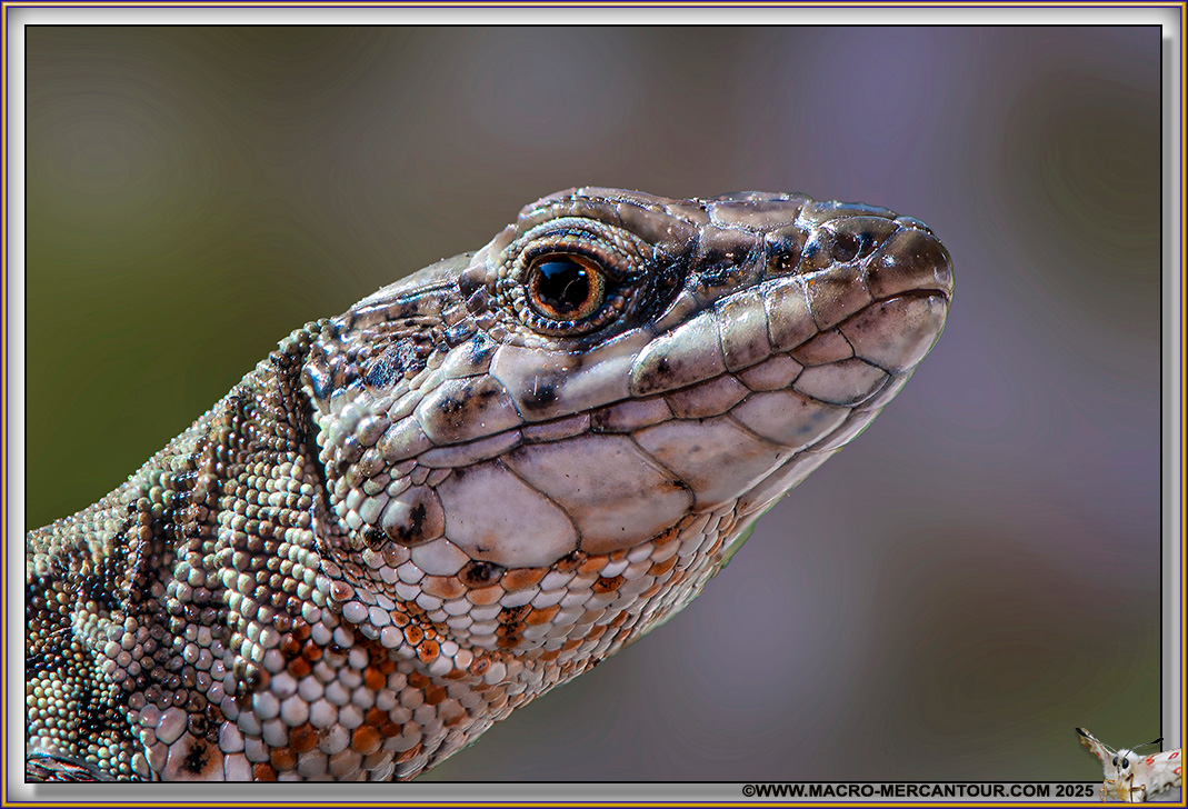 Lézard 